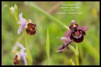 Ophrys-argolica-&-argolica-x-speculum